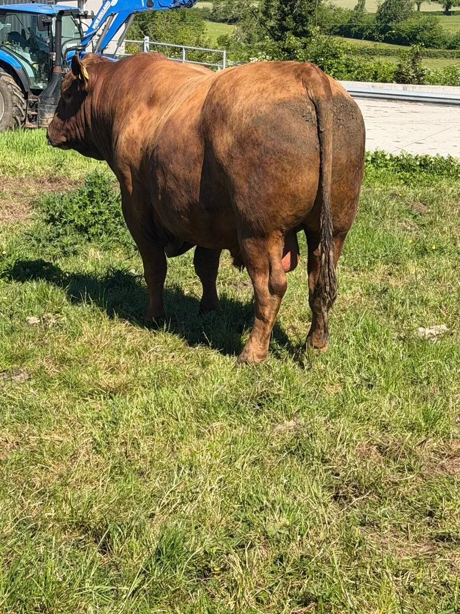 Pedigree Angus herd STOCK bull - Image 4