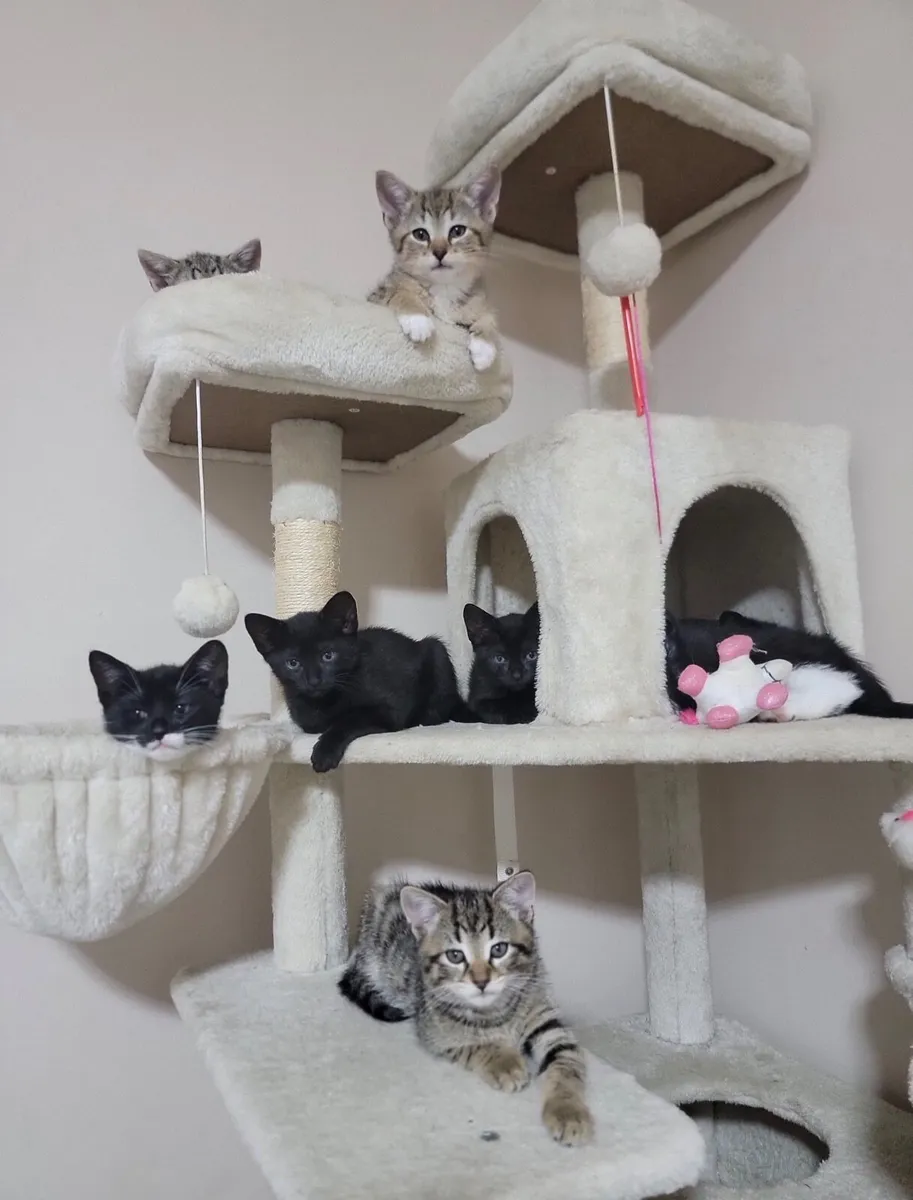 Kittens - Image 1