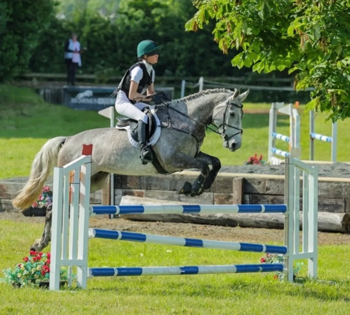 7 year old gelding - Image 1