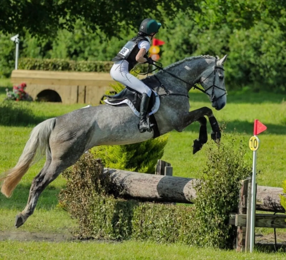 7 year old gelding - Image 2