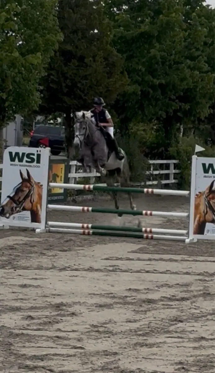 7 year old gelding - Image 3