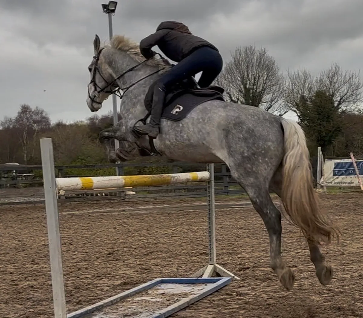 7 year old gelding - Image 4