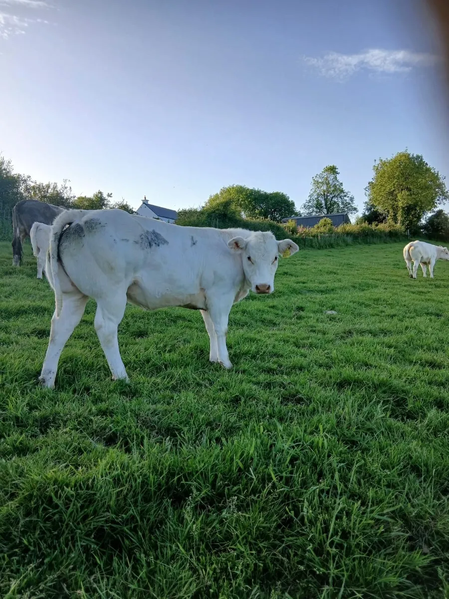 Belgian Blue Heifers - Image 2