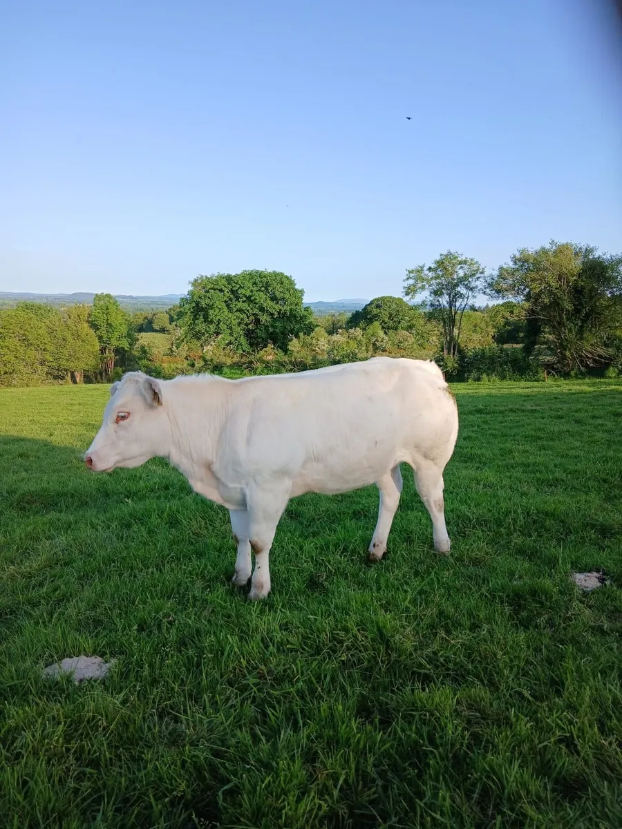Belgian Blue Heifers - Image 3