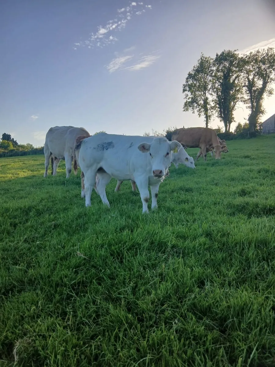 Belgian Blue Heifers - Image 4