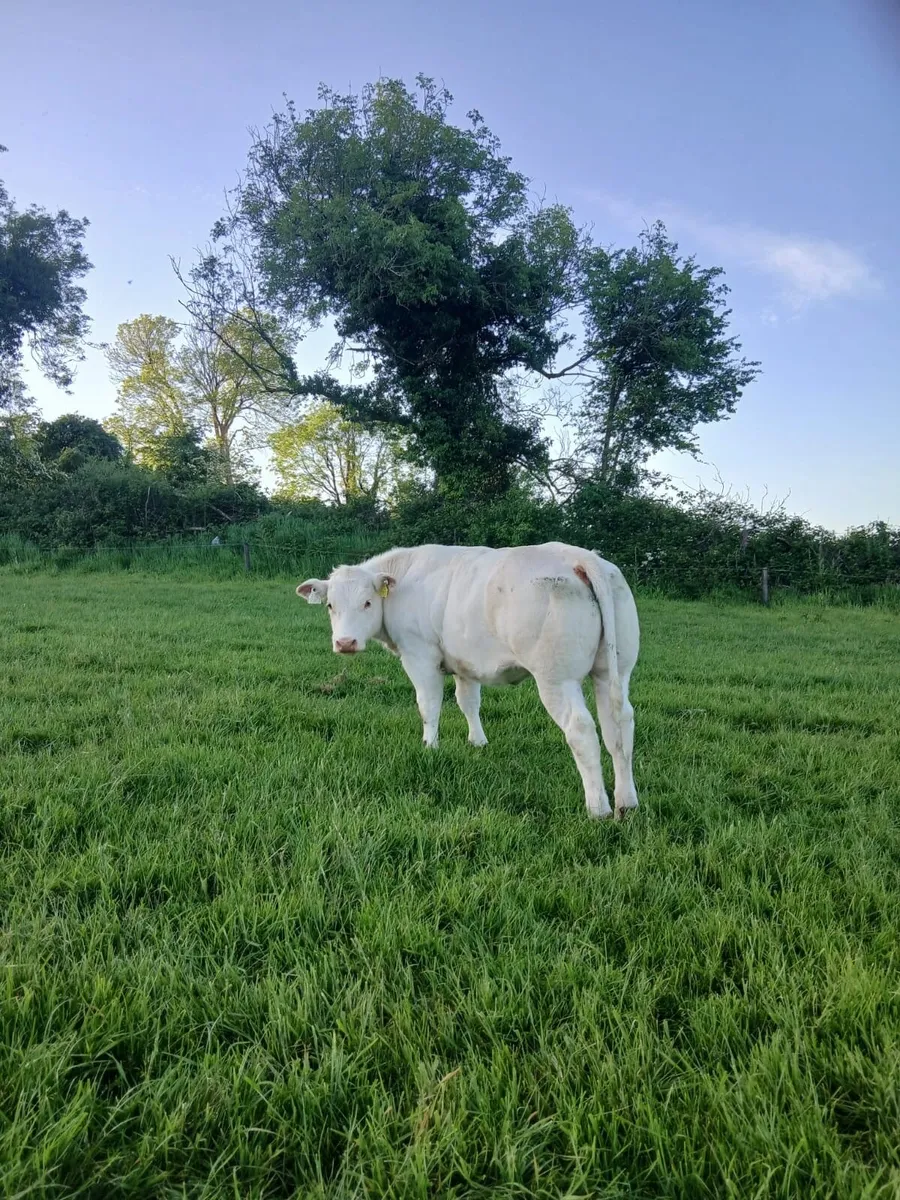 Belgian Blue Heifers - Image 1