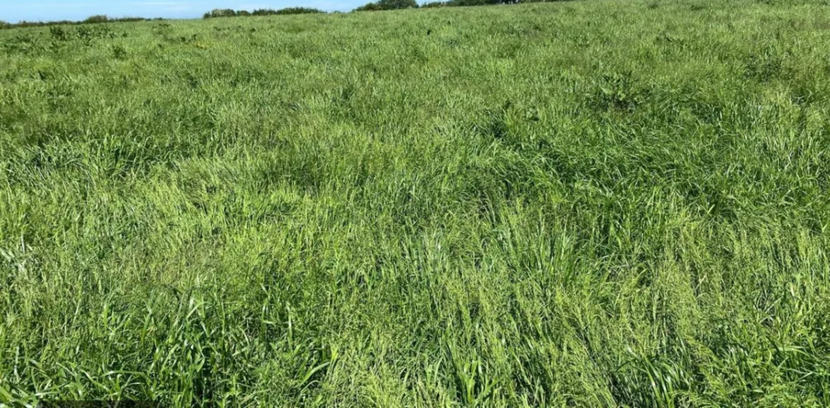 Acres of Grass for silage or hay