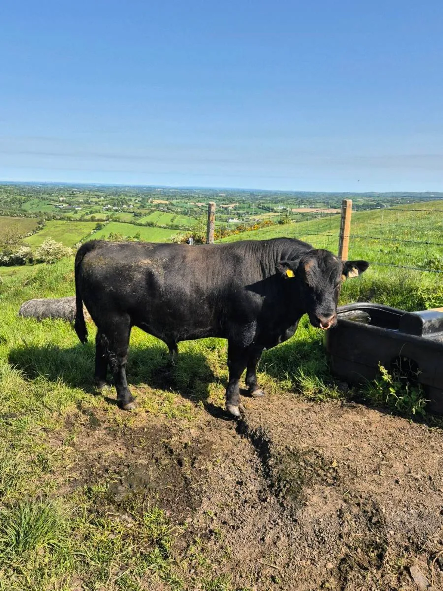 Stock bull - Image 1