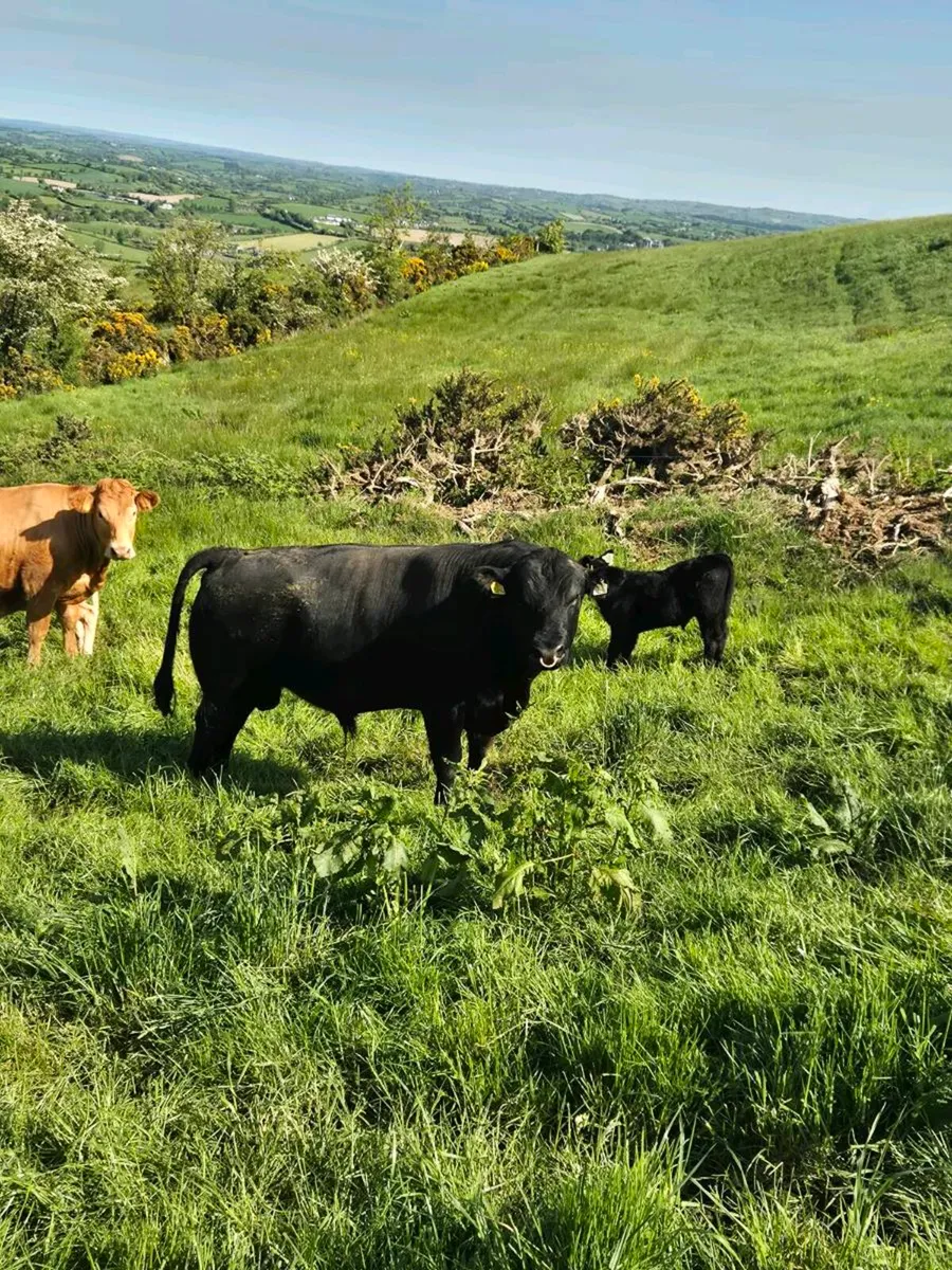 Stock bull - Image 2