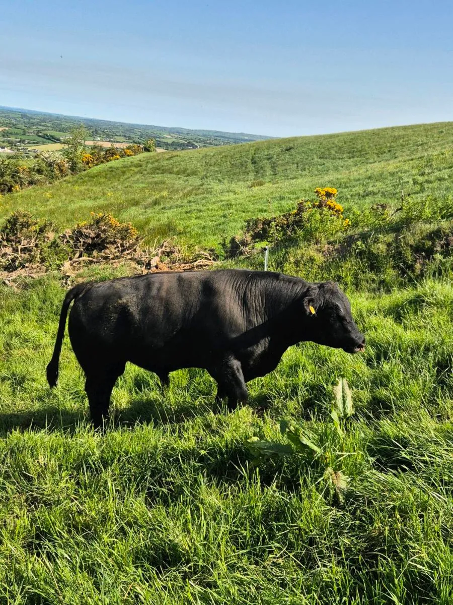 Stock bull - Image 3