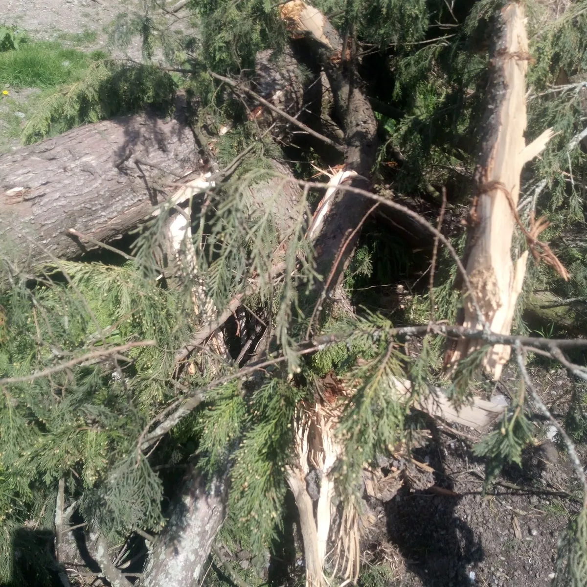 Firewood - Image 1