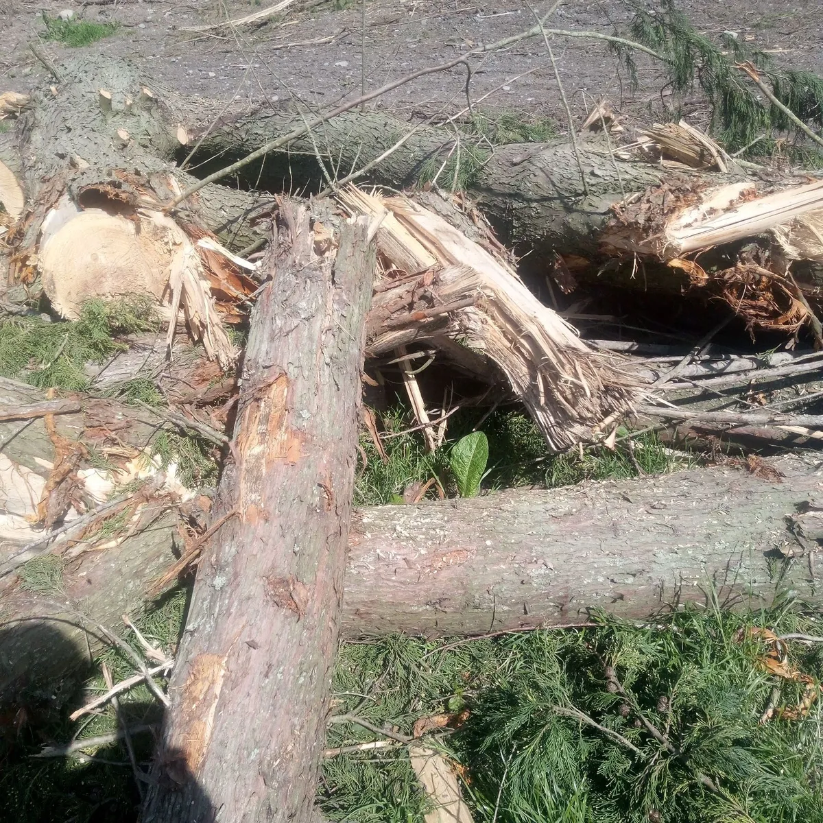 Firewood - Image 2