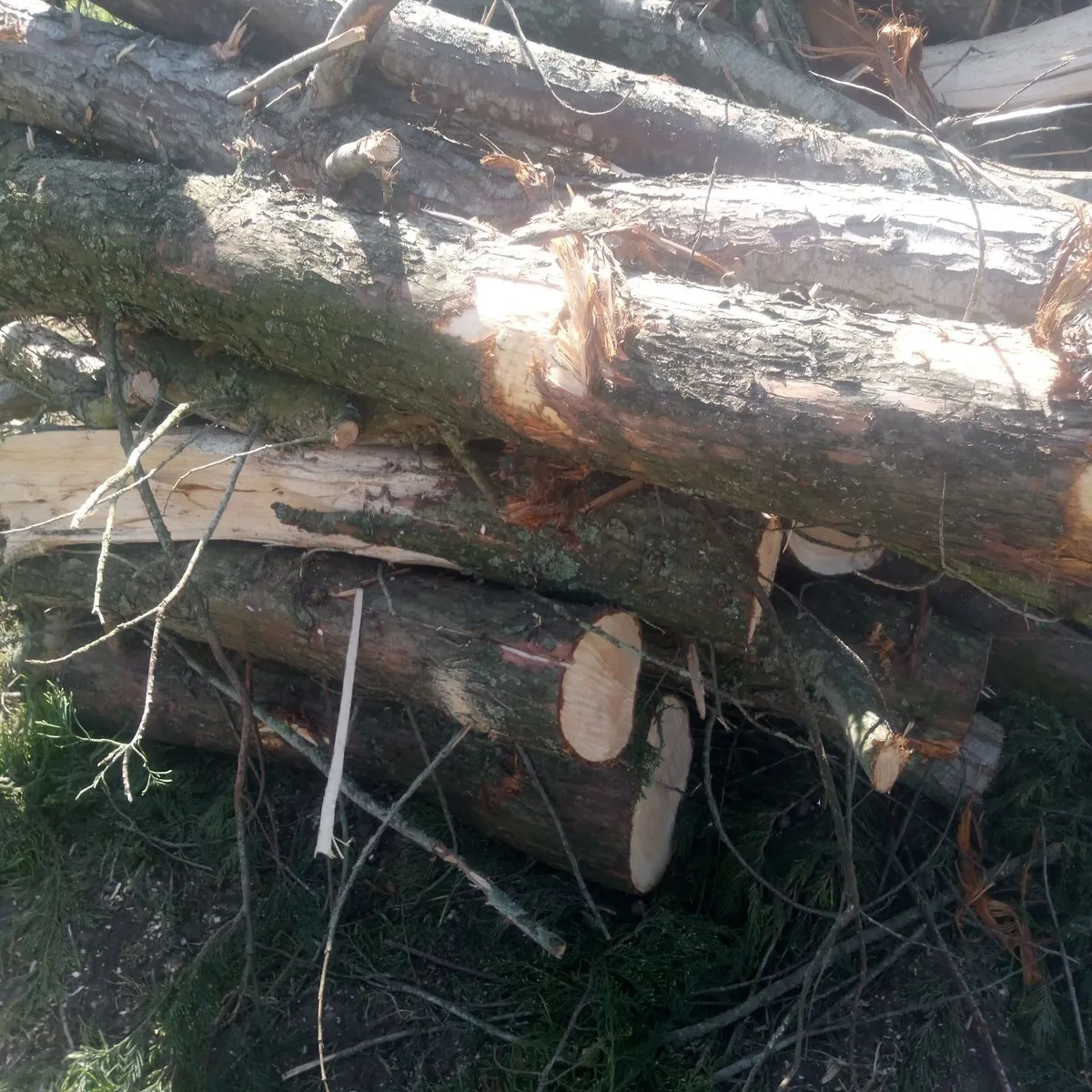 Firewood - Image 3