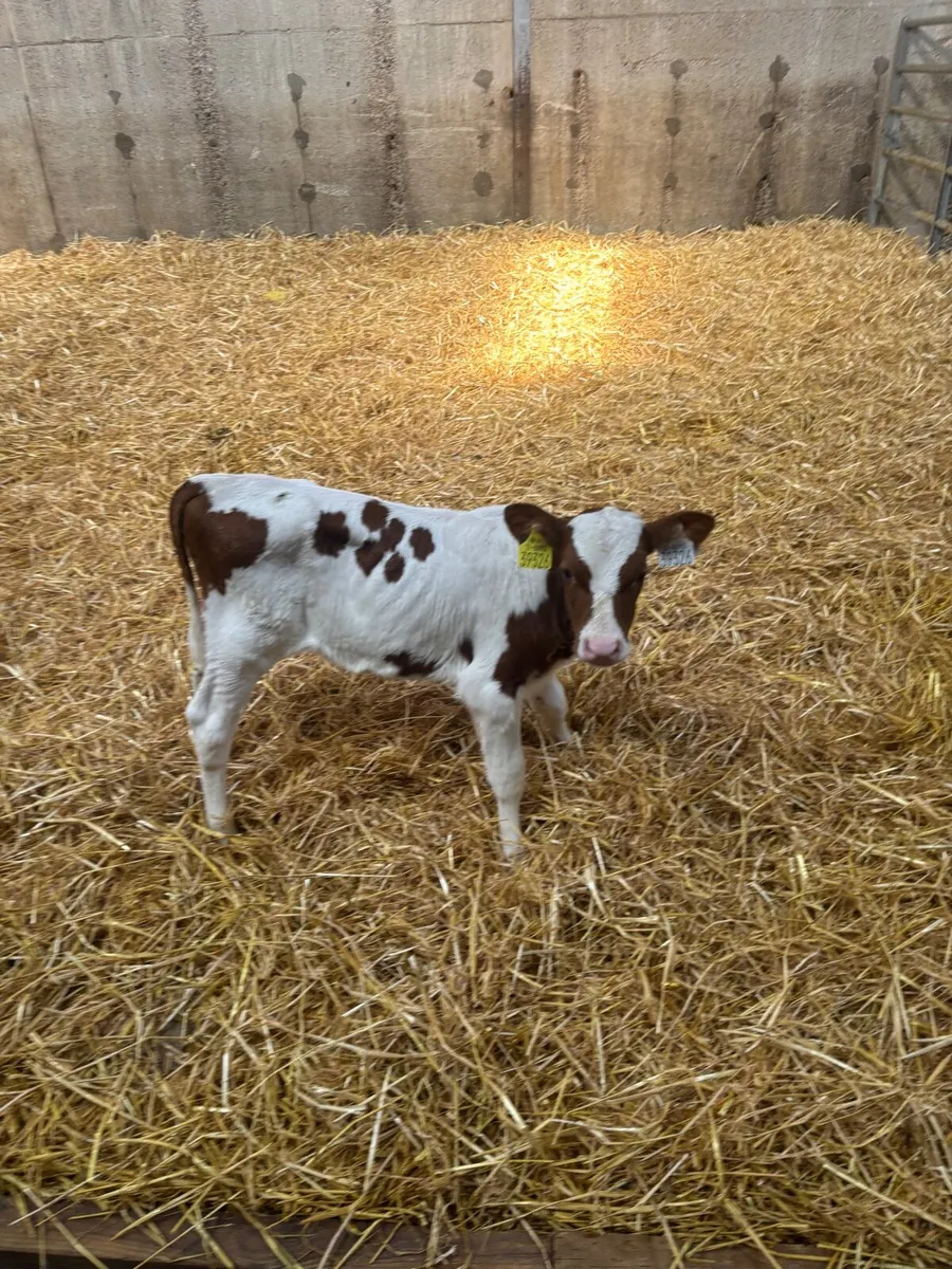 Friesian  Calf for sale - Image 1