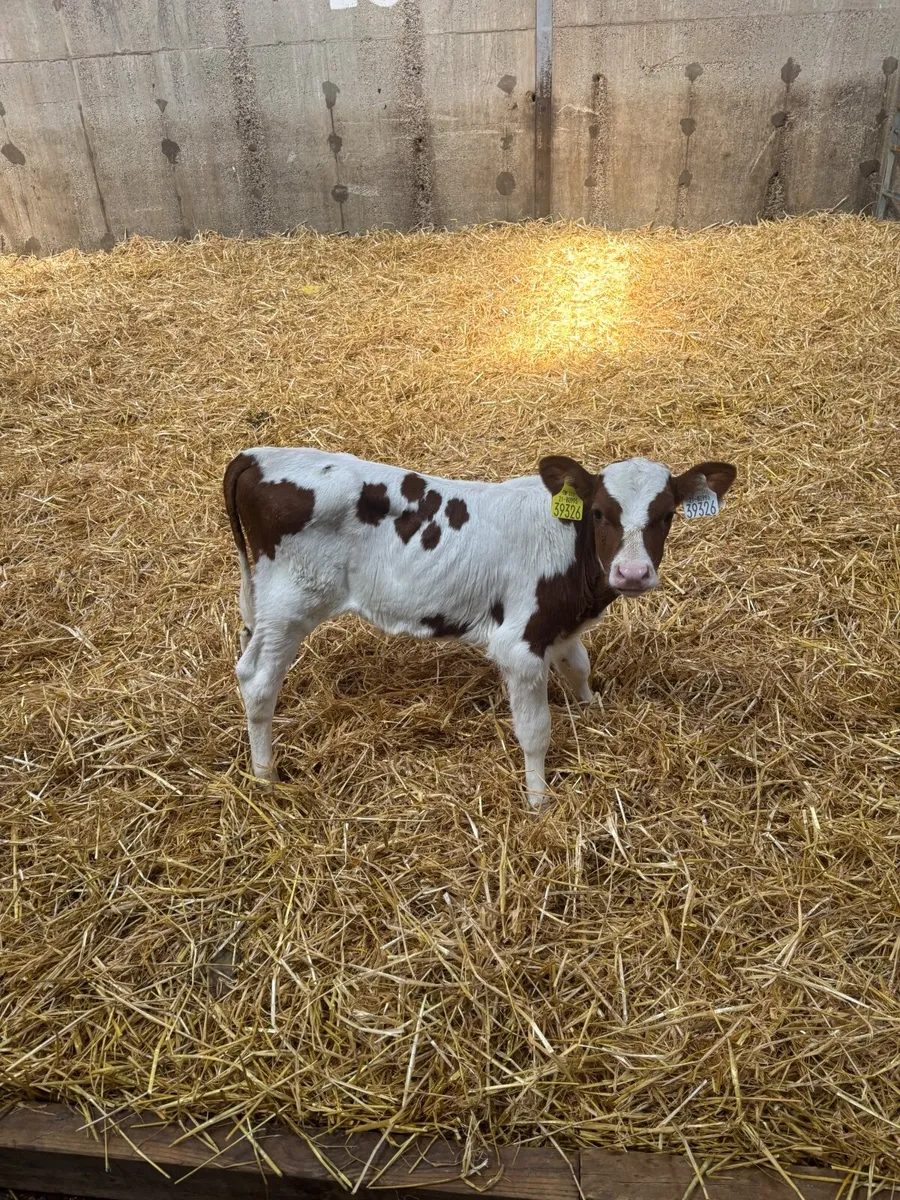 Friesian  Calf for sale - Image 2