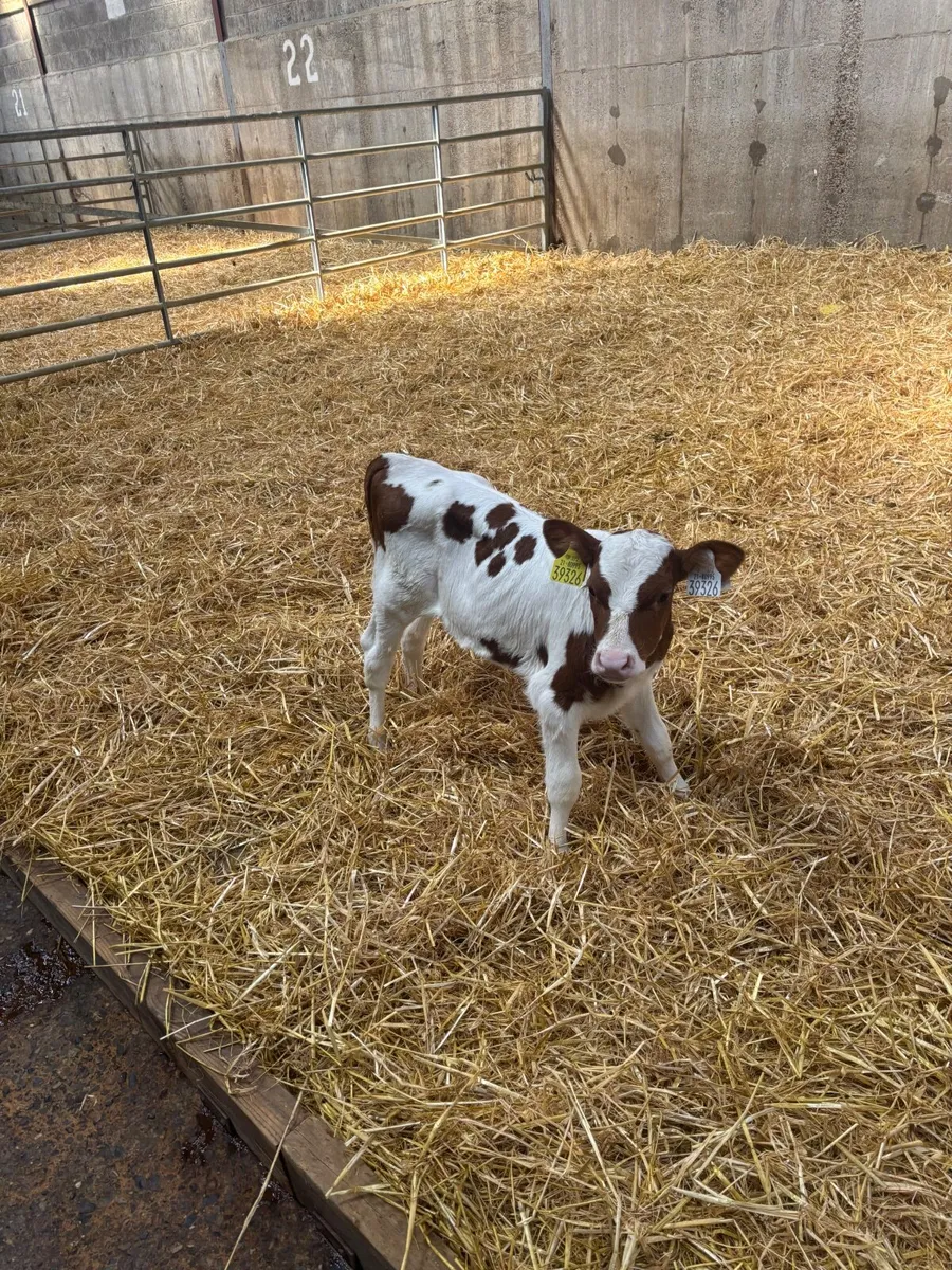 Friesian  Calf for sale - Image 3