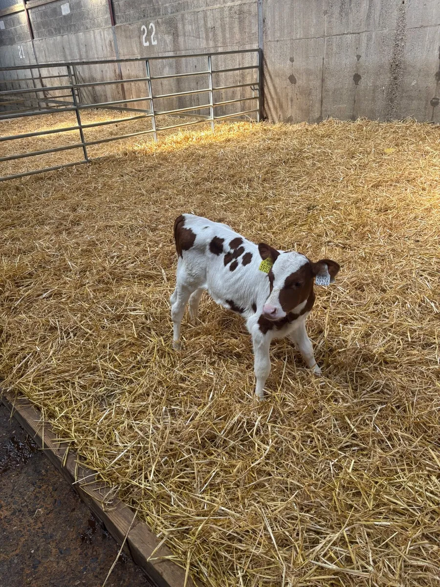 Friesian  Calf for sale - Image 4