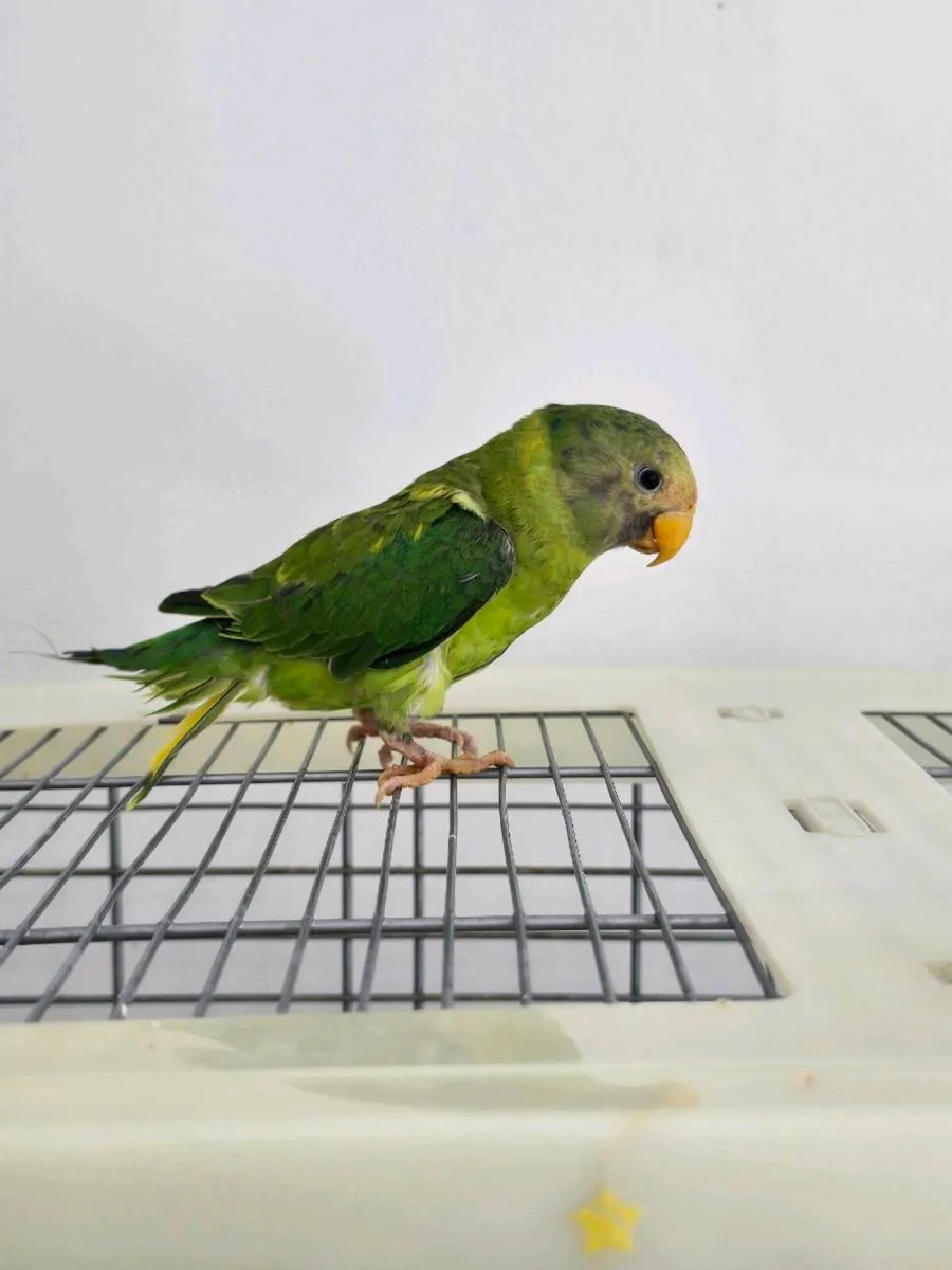 Plum Headed Parakeet themed - Image 1