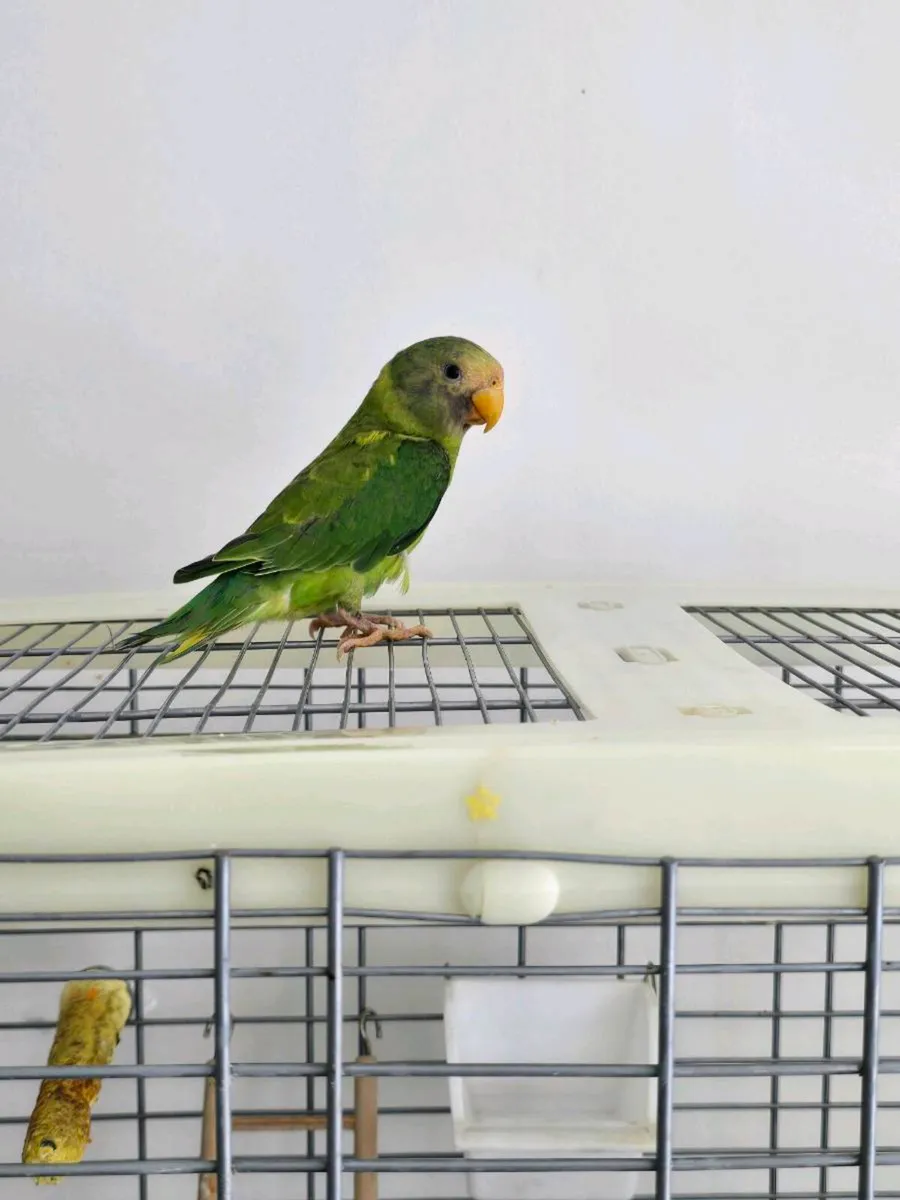 Plum Headed Parakeet themed - Image 2