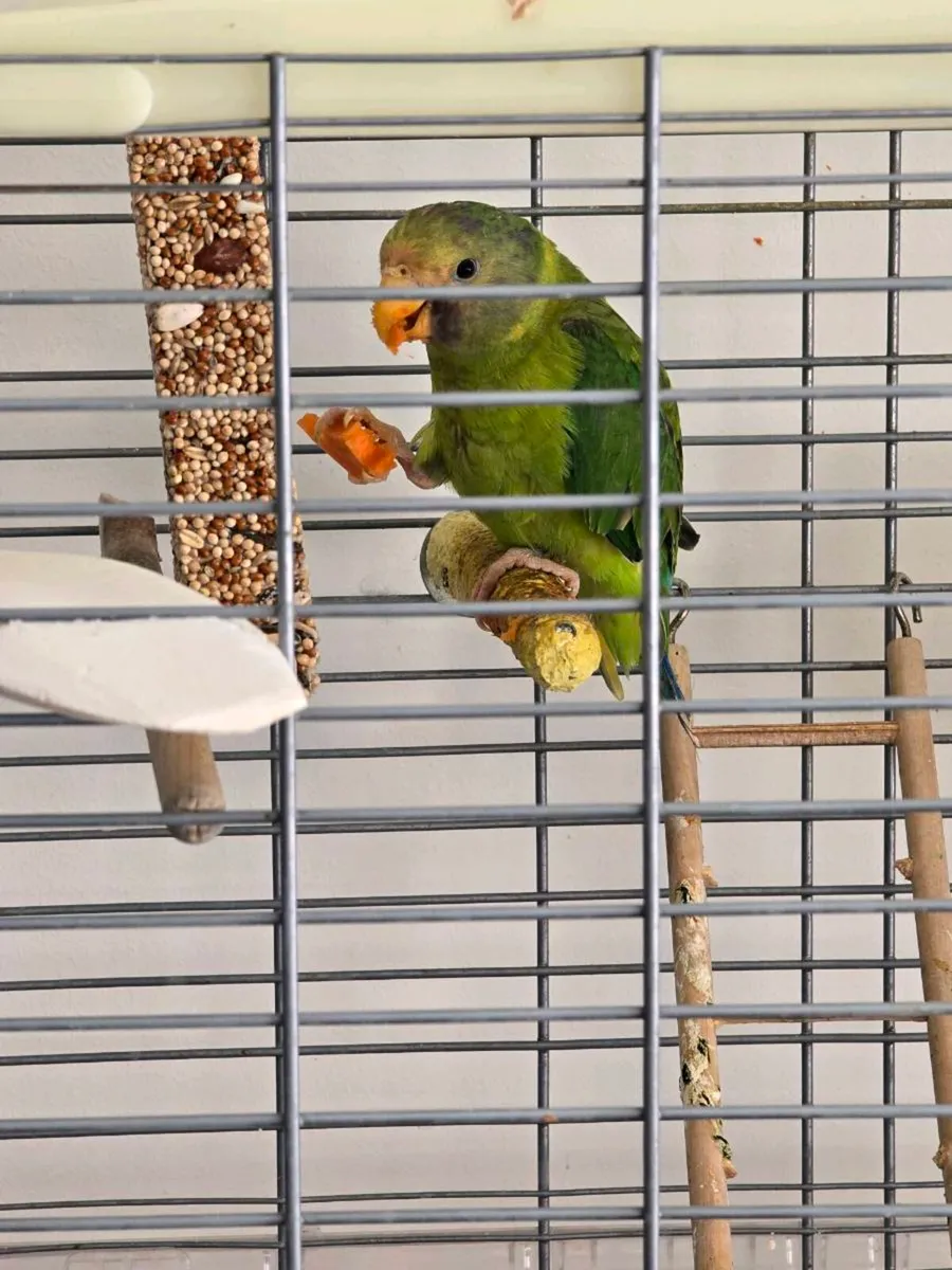 Plum Headed Parakeet themed - Image 3