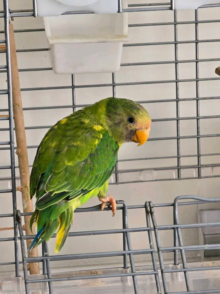 Plum Headed Parakeet themed - Image 4