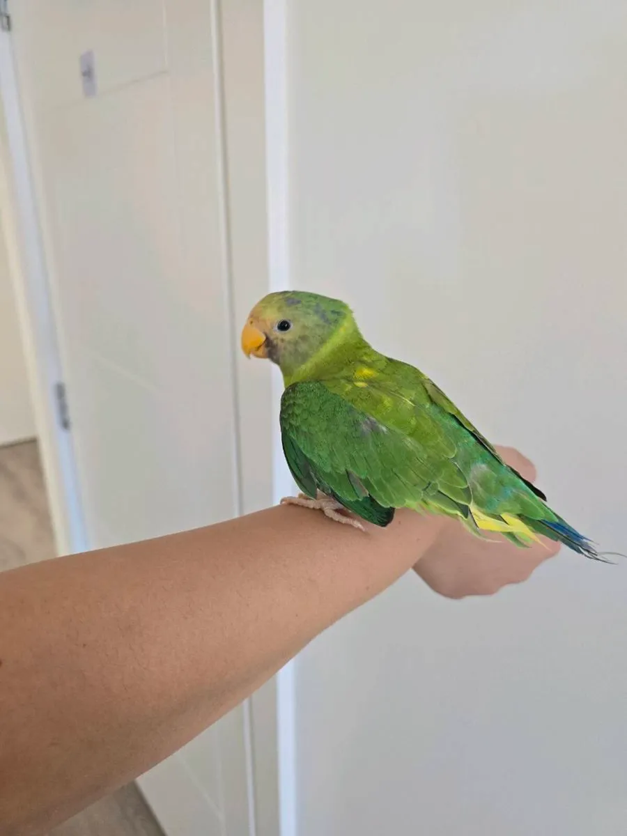 Baby Plum Headed Parakeet themed - Image 1