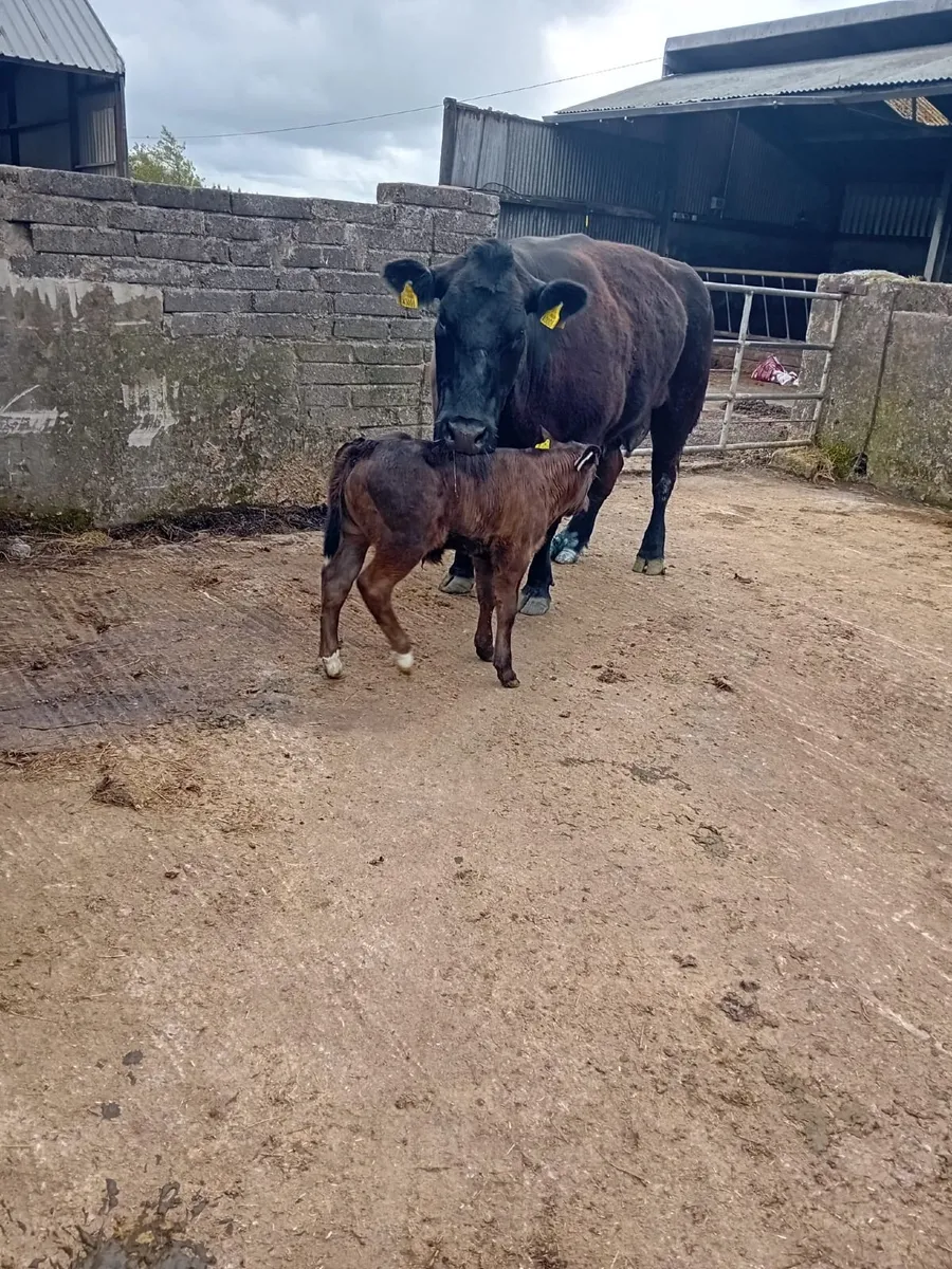 Limousin Cross bull calf - Image 1