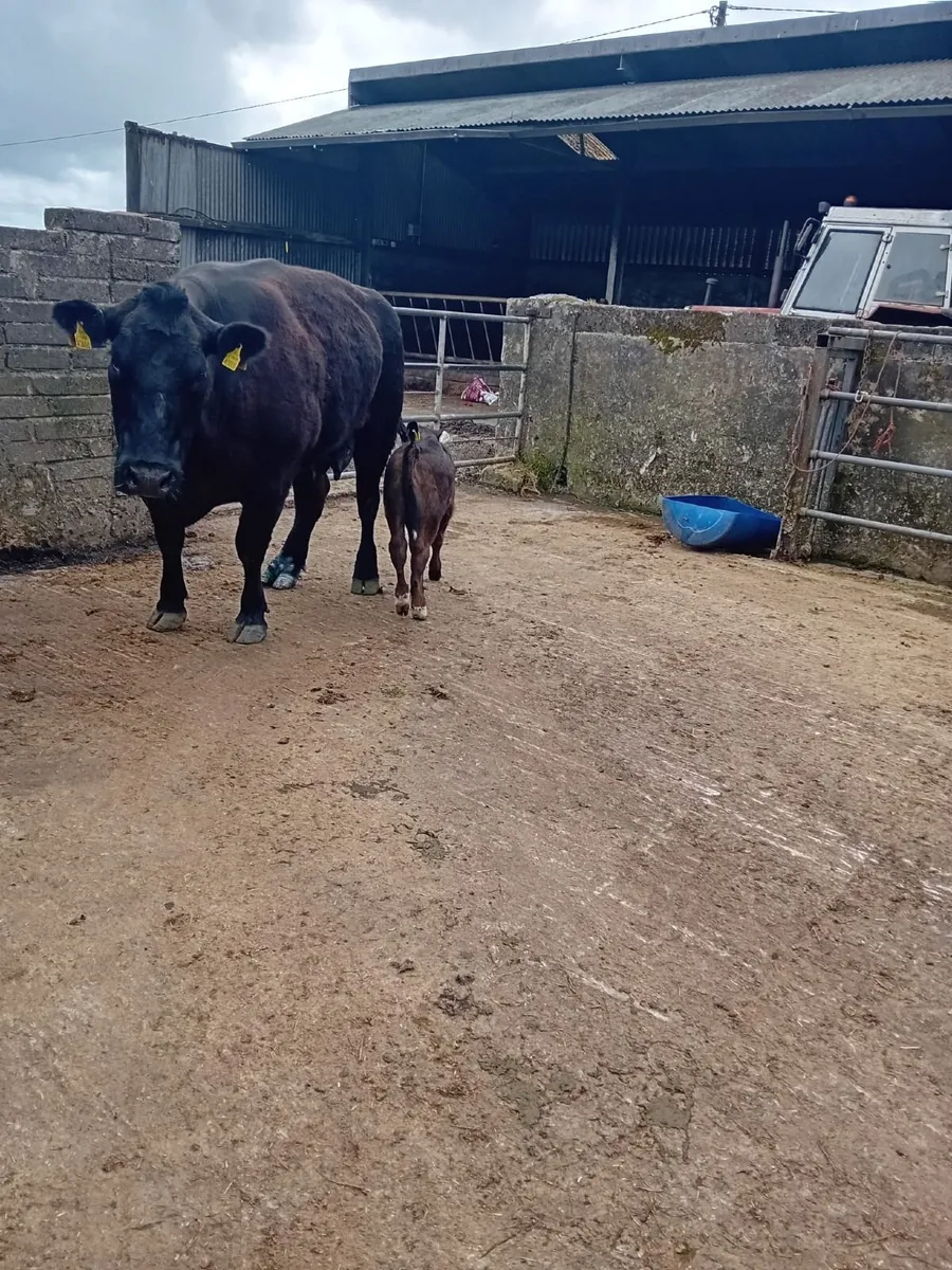 Limousin Cross bull calf - Image 2