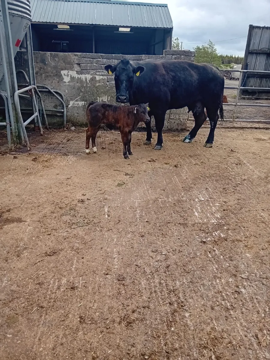 Limousin Cross bull calf - Image 3