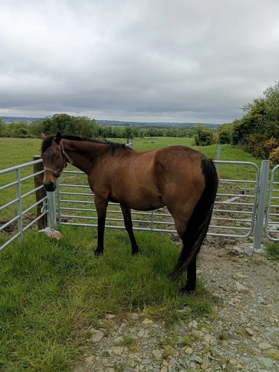 Mare, Brood Mare out off Acclimation - Image 1