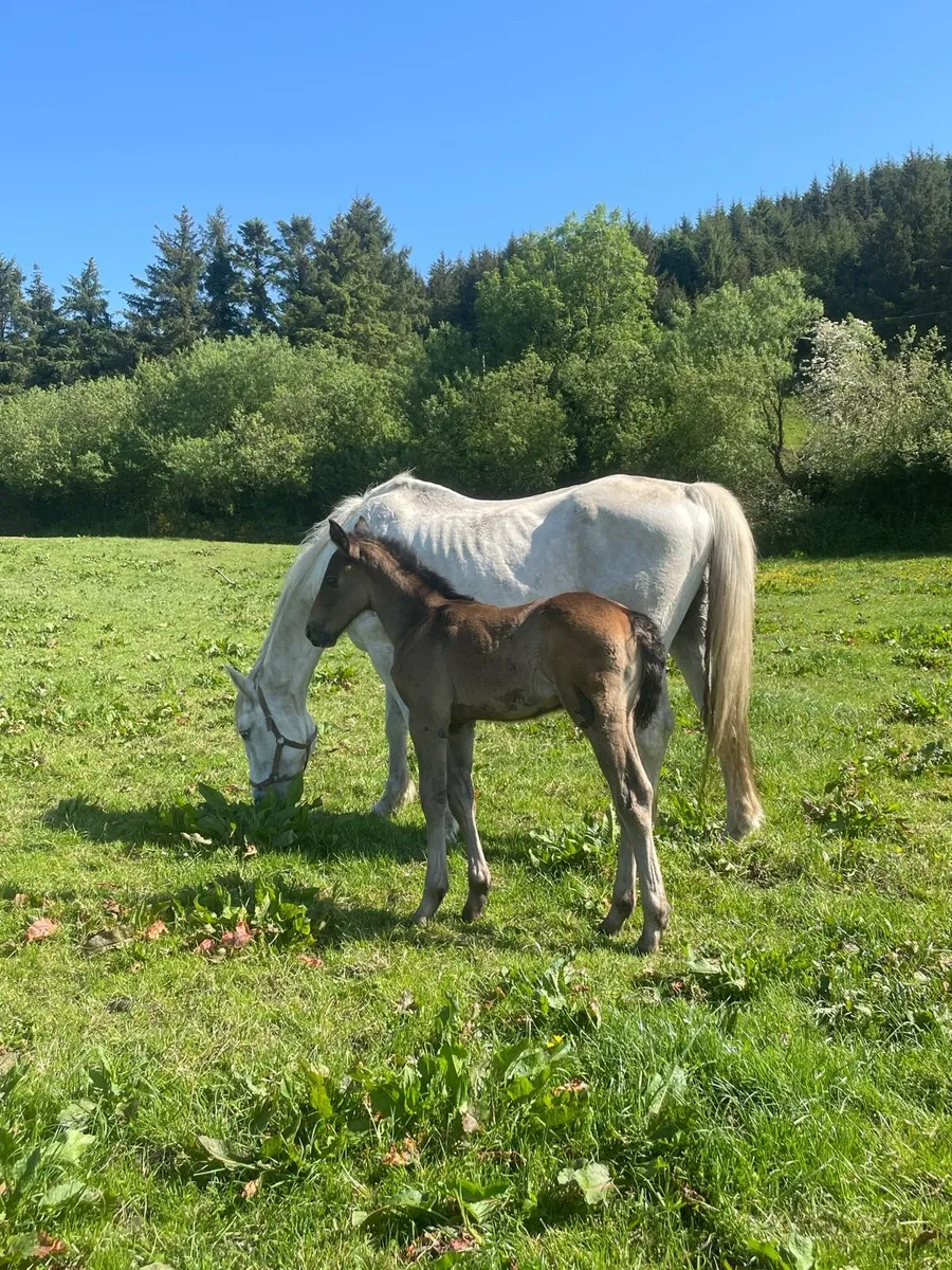 RID mare and RID Colt foal - Image 1