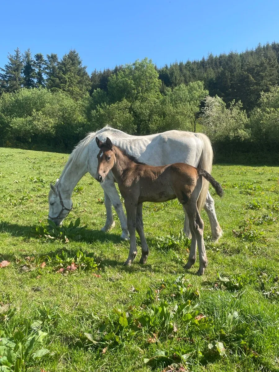 RID mare and RID Colt foal - Image 2