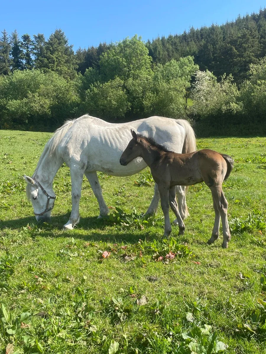 RID mare and RID Colt foal - Image 3