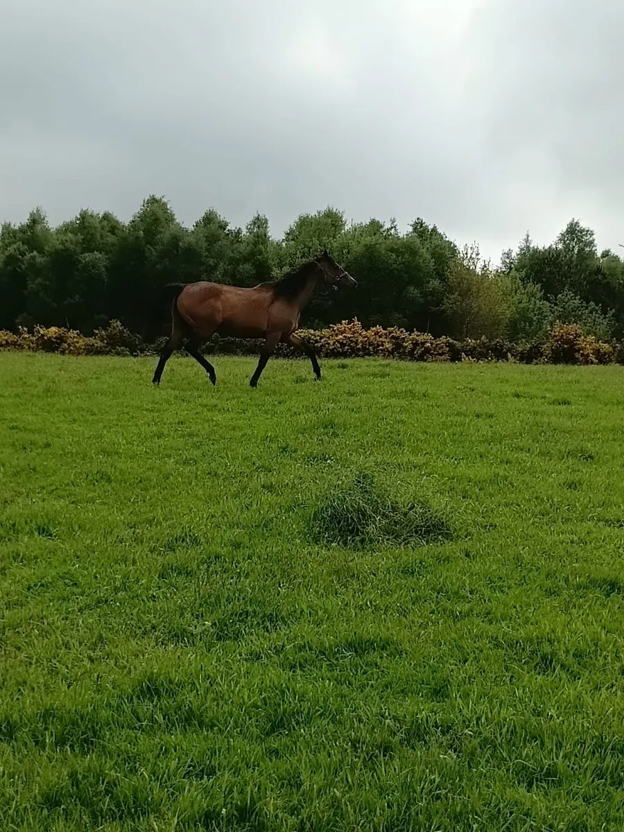 Mare, Brood Mare out off Acclimation - Image 2