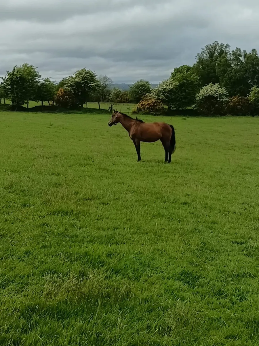 Mare, Brood Mare out off Acclimation - Image 3