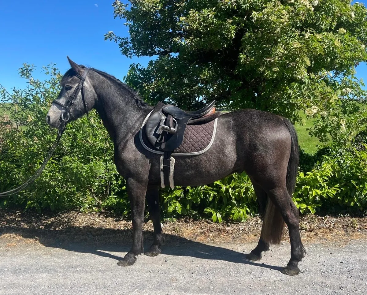 Two 4 year old geldings - Image 1