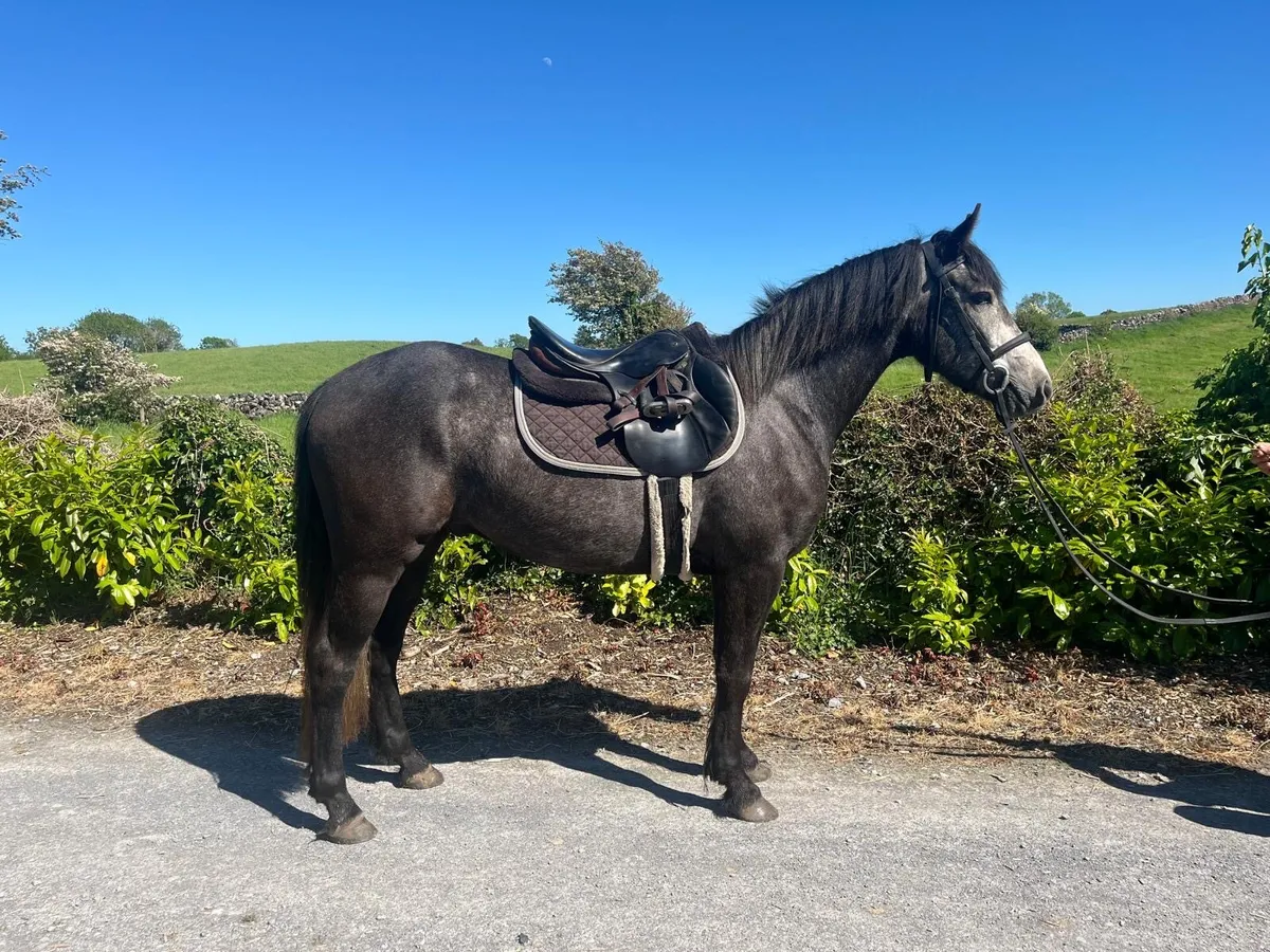 Two 4 year old geldings - Image 2