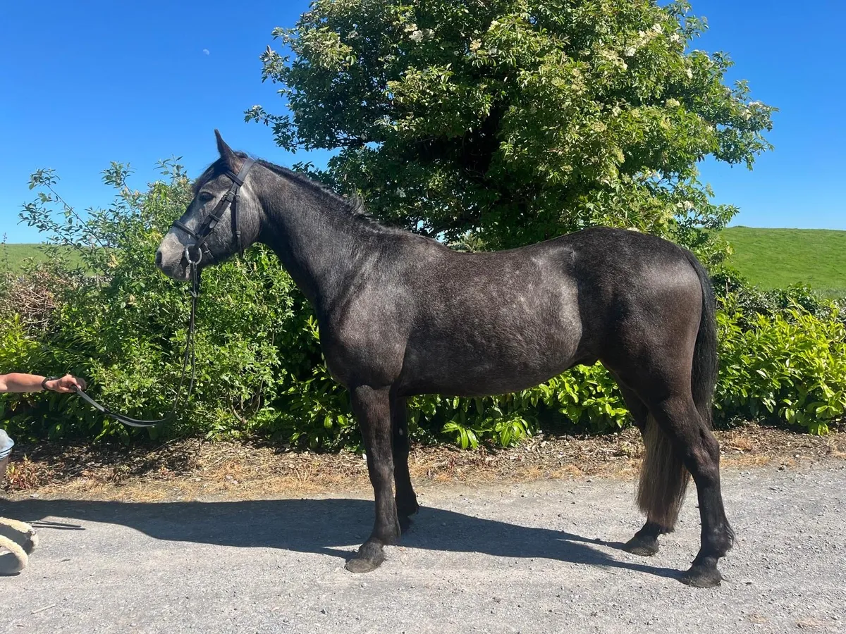 Two 4 year old geldings - Image 4