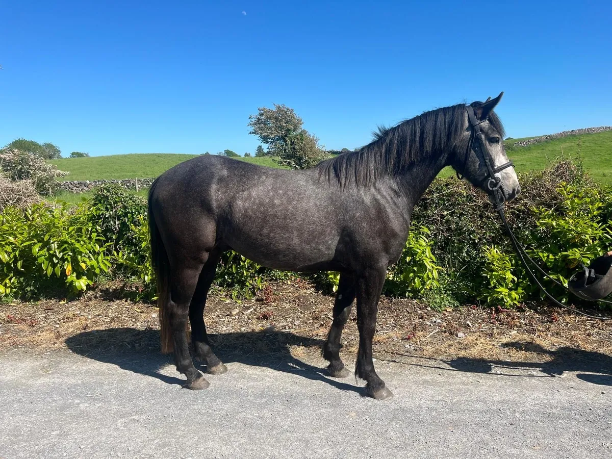 Two 4 year old geldings - Image 3