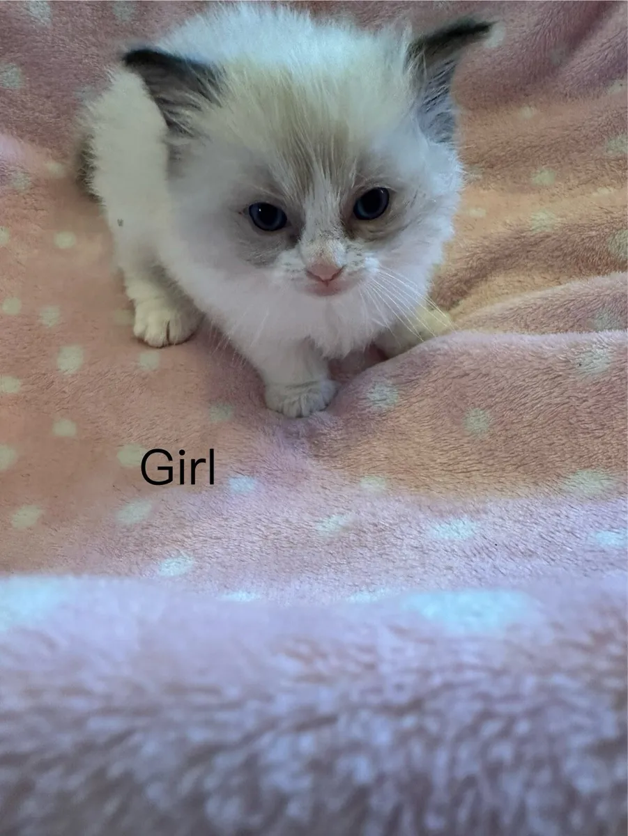 Ragdoll kittens - Image 1