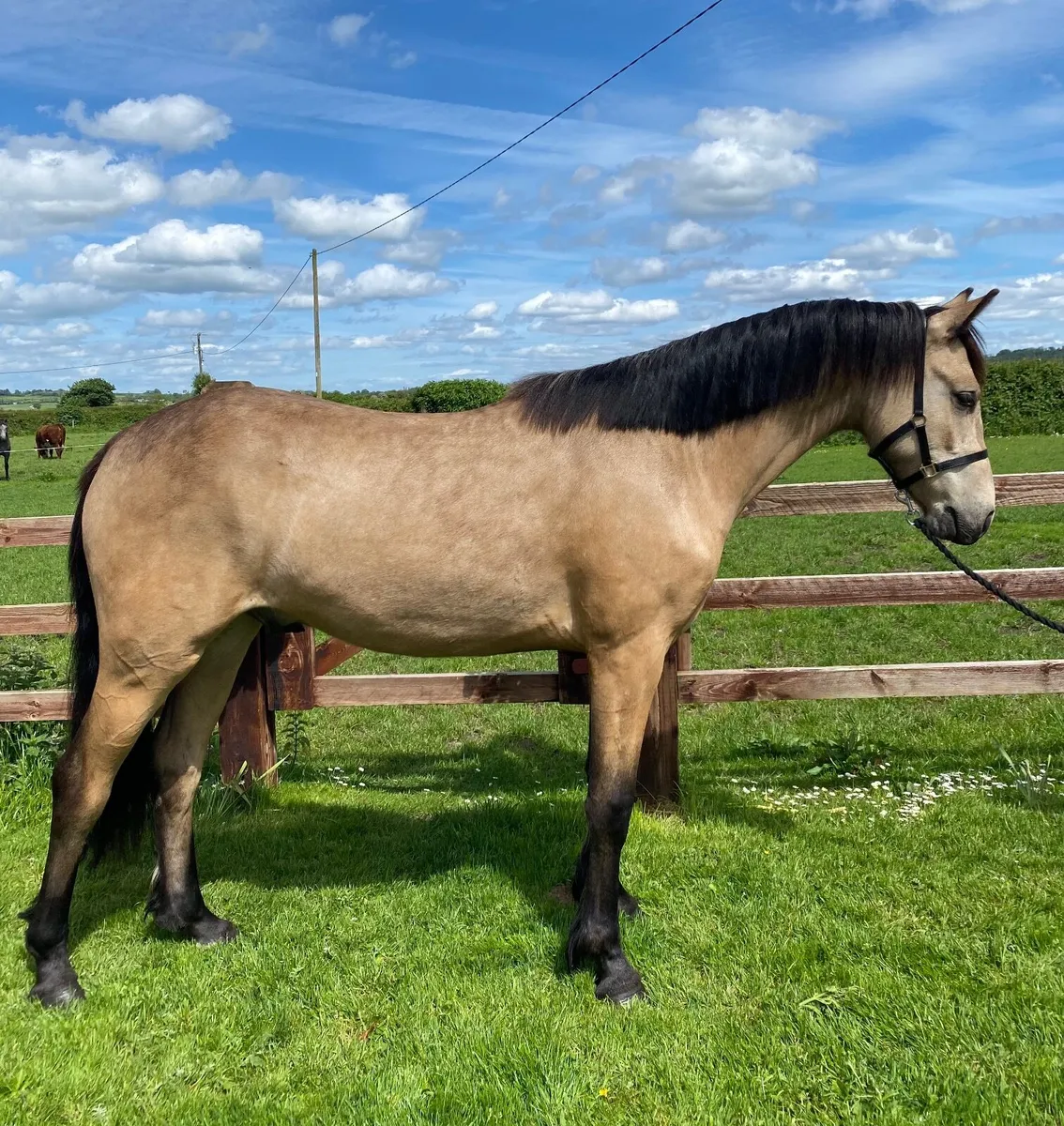 ☘️ Paddy ☘️ - Image 1