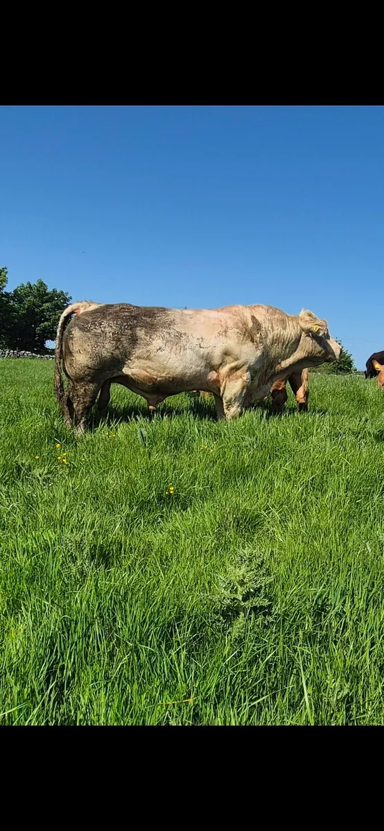 Charolais Bull Roscommon Mart Tuesday 26th - Image 1