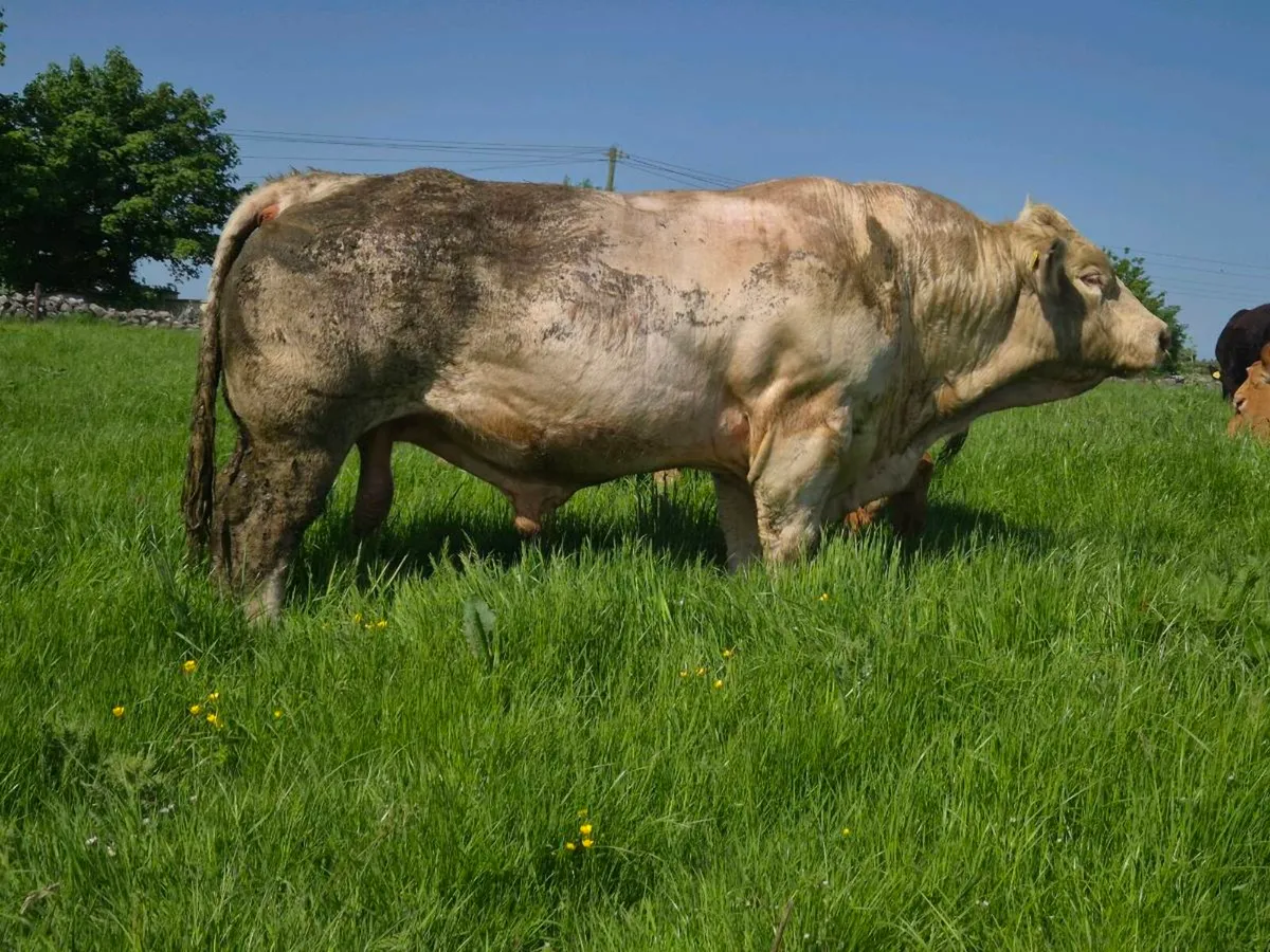 Charolais Bull Roscommon Mart Tuesday 26th - Image 2