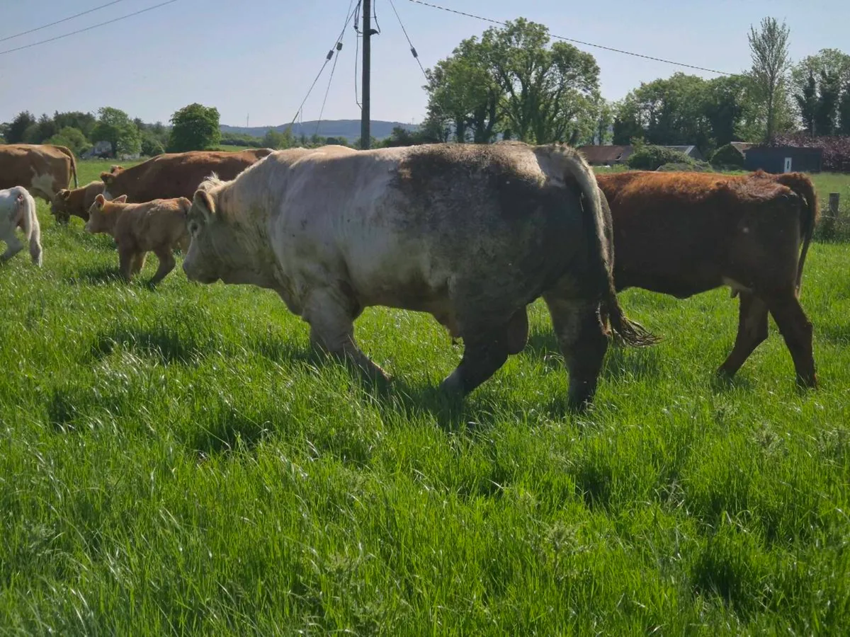 Charolais Bull Roscommon Mart Tuesday 26th - Image 3