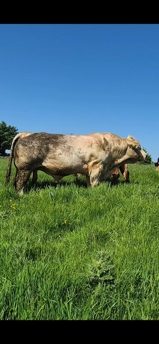 Charolais Bull Roscommon Mart Tuesday 26th - Image 4