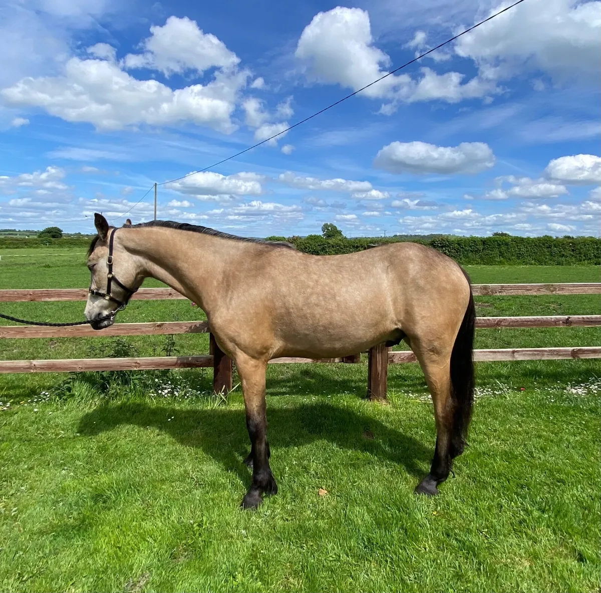 ☘️ Paddy ☘️ - Image 4