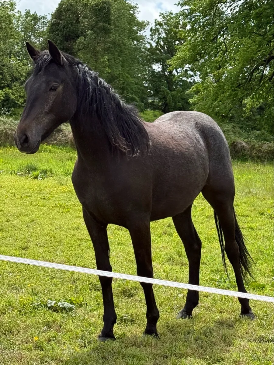 2 yr old Connemara Filly - Image 1