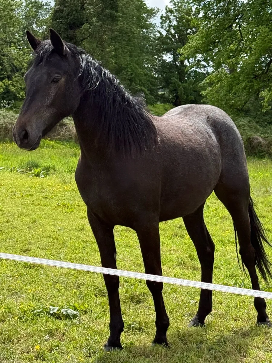2 yr old Connemara Filly - Image 2