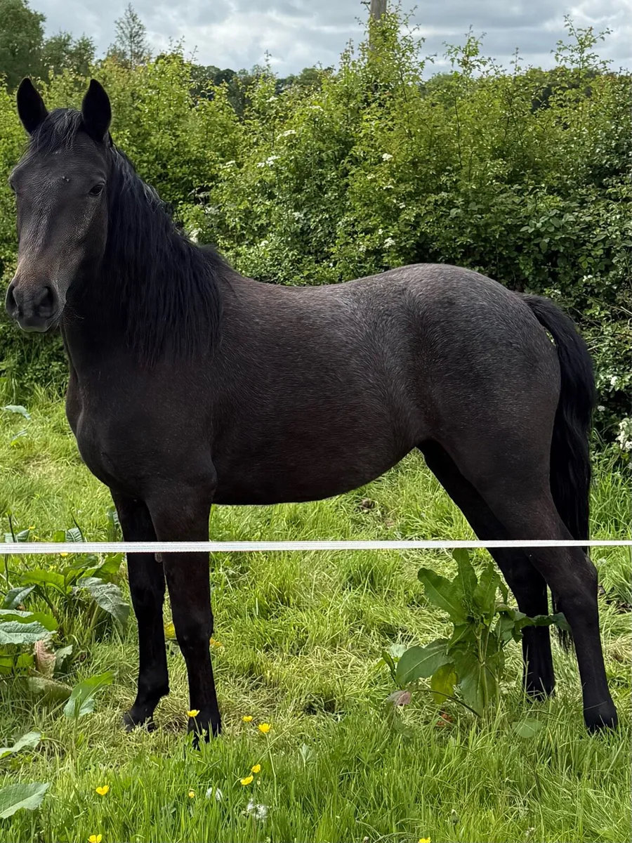 2 yr old Connemara Filly - Image 4