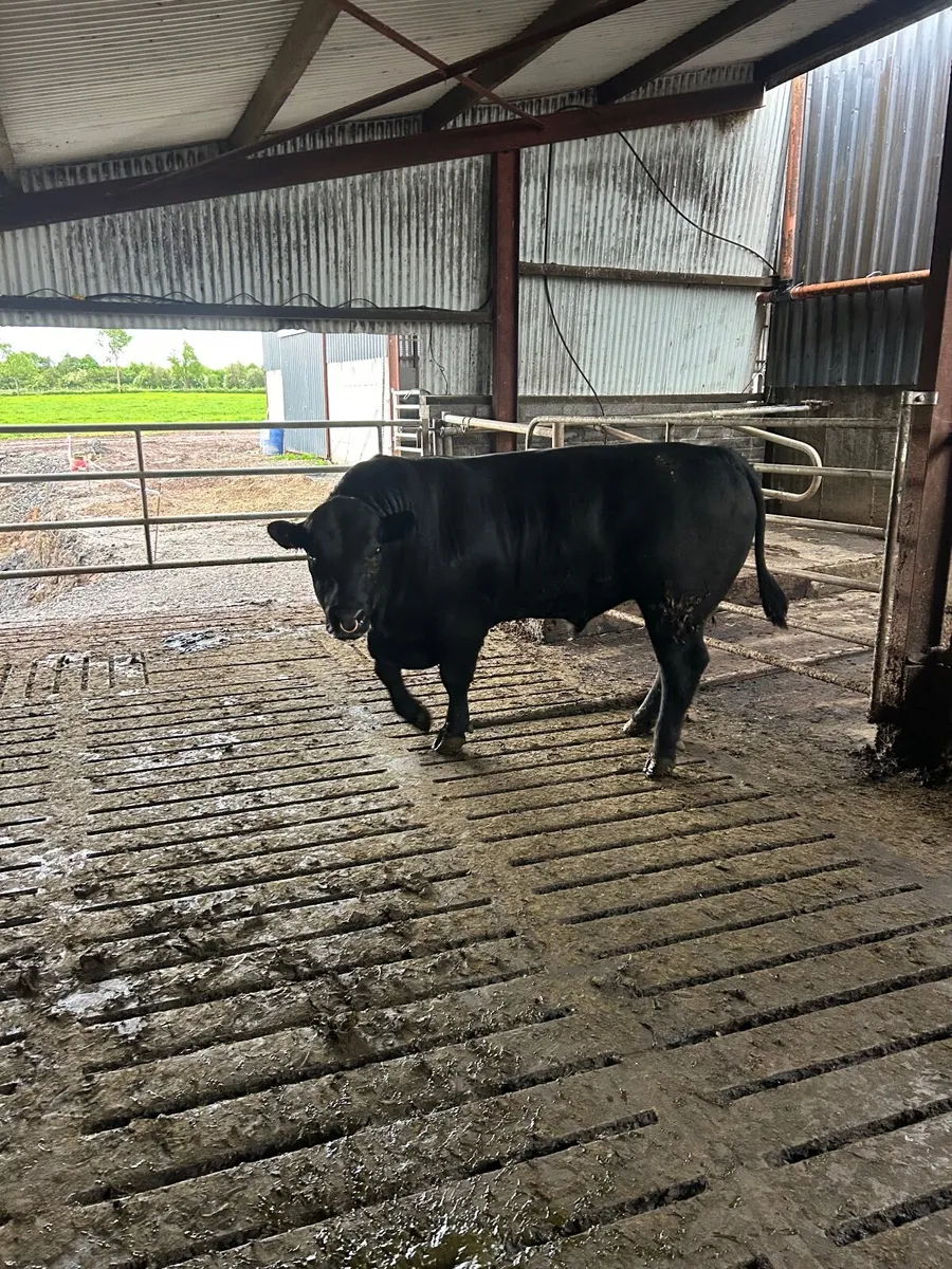 Bull - Image 2